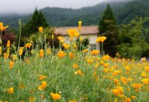 Gdzie w Opolu można wypożyczyć koncentrator tlenu?