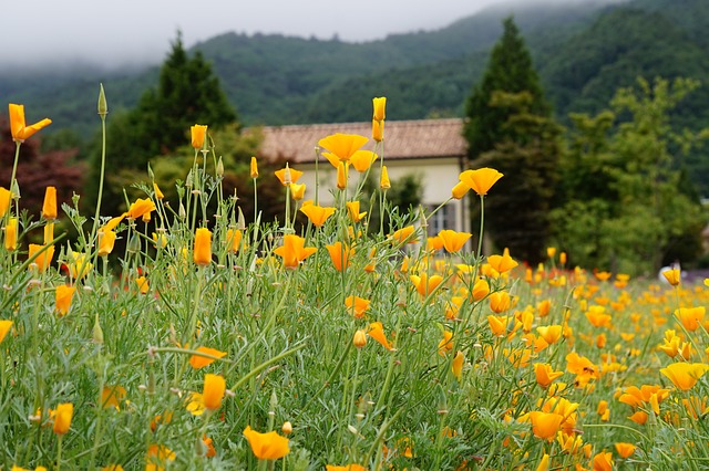 Gdzie w Opolu można wypożyczyć koncentrator tlenu? Gdzie w Opolu można wypożyczyć koncentrator tlenu?