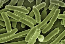 Czy bakterie w moczu są niebezpieczne?