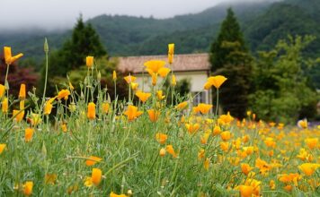 Czy warto kupić używany koncentrator tlenu?