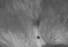 Co lepsze dla suczki sterylizacja czy kastracja?