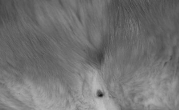 Co lepsze dla suczki sterylizacja czy kastracja?