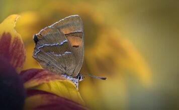 Jak pozbyć się smug na okularach?