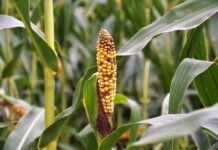 Czy można cofnąć zwyrodnienie stawów?