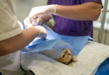 Czy suczka po sterylizacji krwawi?